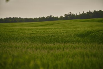 Agricultural land under a beautiful sky at sunrise. Rural areas and countryside in the morning.