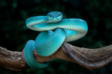 Blue White Lipped Pit Viper (Trimeresurus insularis) is venomous pit vipers and endemic species and...