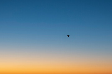 Birds Flying In Sky