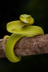 Lime White lipped pit viper - Trimeresurus insularis on tree branch.