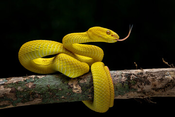 Yellow White Lipped Pit Viper - Trimeresurus insularis on tree branch.