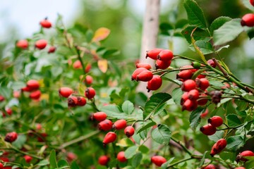 Obraz premium Green shrub with vibrant red berries of a Rosehip growing in abundance along its branches