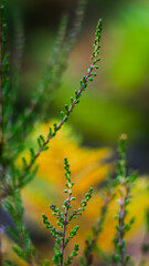 Macro de tiges de bruyère sauvages