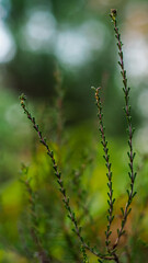 Macro de tiges de bruyère sauvages