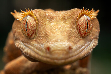 The Crested Gecko (Correlophus ciliatus) is a species of gecko native to southern New Caledonia.