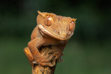 The Crested Gecko (Correlophus ciliatus) is a species of gecko native to southern New Caledonia.