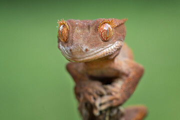 The Crested Gecko (Correlophus ciliatus) is a species of gecko native to southern New Caledonia.