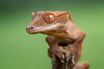 The Crested Gecko (Correlophus ciliatus) is a species of gecko native to southern New Caledonia.