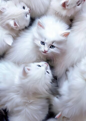 Flock of fluffy white kittens, portrait of ruffle white little cats, animal world, pet life, felines playing together, cute white cats, animal life for background or wallpaper