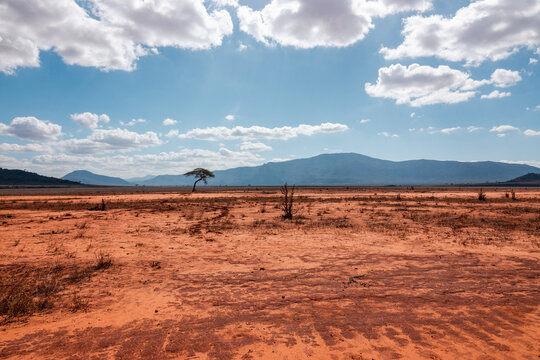 Scenic view of arid landscapes with acacia trees against sky at Tsavo West National Park, Kenya