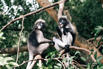 Two dusky leaf monkey sitting on tree in forest
