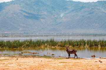 Waterbuck grazing in the wild at Lake Jipe at Tsavo West National Park, Kenya