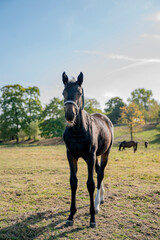 young horse looking straight to camera o nsunny summer day, full body and other horses in the background, foal with ears standing looking very curious