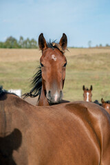wild Horse potrait, brown horse looking straight to camera, wind splatering neck hair and other horses can be seen around