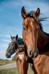 wild Horse potrait, brown horse looking straight to camera, wind splatering neck hair and other horses can be seen around