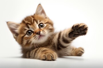 Obraz premium Curious Domestic Cat Sitting on White Background