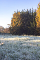 Close up of frozen frosted green grass and flowers landscape in a meadow with ice particles during a morning frost on a misty sunny day with low temperature.