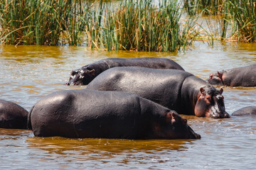 A pod of hippos at Lake Jipe at Tsavo West National Park, Kenya