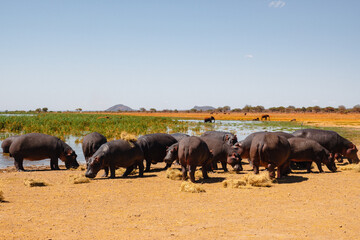 A pod of hippos at Lake Jipe at Tsavo West National Park, Kenya