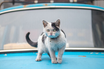 Black and white kitten sneaks up on its prey and fully concentrates on the final jump. Detail of...