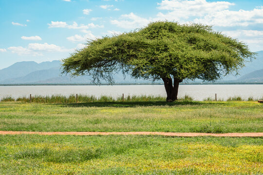 A lone acacia tree at the shores of Lake Jipe in Tsavo West National Park, Kenya