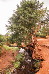 Fototapeta premium View of a tree growing on the banks of River Lumi in Taveta, Kenya