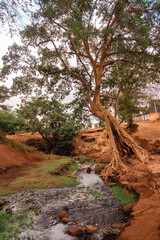 Fototapeta na wymiar View of a tree growing on the banks of River Lumi in Taveta, Kenya