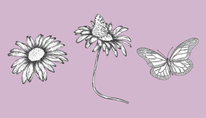 A graphic set of hand-drawn daisies and butterflies on a white background for postcards, design, textiles. Botanical elements in the style of line art