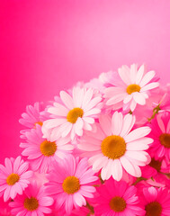 Chamomile flowers. Background for greeting. Bouquet of daisies with roses on a pink background. Background for greeting. Background with daisies and roses
