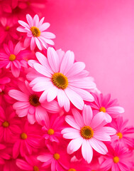 Pyrethrum flowers. Background for greeting. A bouquet of flowers on a pink background. Background for greeting. Background with pyrethrum flowers