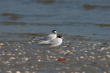Little Tern, Sternula albifrons