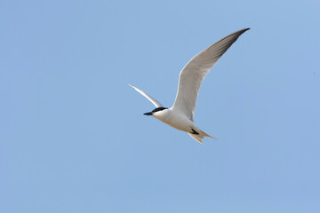 Gull-billed Tern, Gelochelidon nilotica
