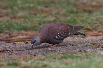 Speckled Pigeon, Columba guinea phaeonota