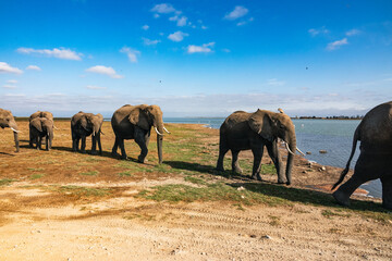 Fototapeta na wymiar A matriarch African Elephant leading a herd at Amboseli National Park, Kenya
