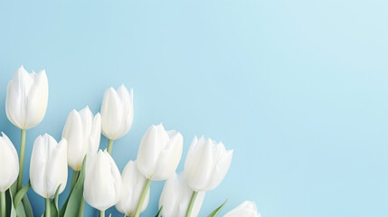 White tulips floral layout on a pastel blue background