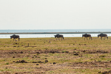 Wildebeast grazing in the wild at Amboseli National Park, Kenya