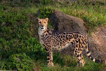 キングチーター