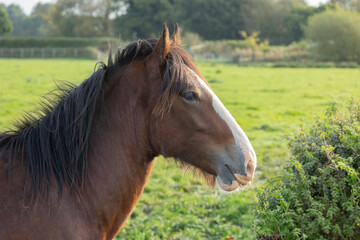 Fototapeta premium Portrait of beautiful red horse in summer