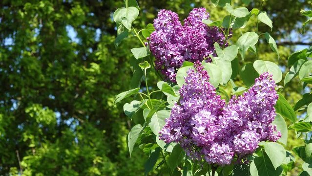 common lilac flowering in the garden in springtime.