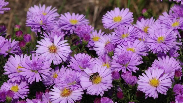 autumn aster flowering in the garden, bees on the flower.