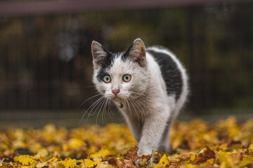 Portrait of white and black kitten with bell and his first movement in nature. Kitty walks through the autumn leaves and curiously makes her way to adventure
