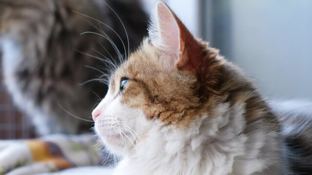 cat in an animal shelter, cute cat in a cage is waiting for a new owner and friend 4k