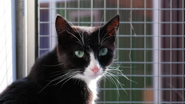 cat in an animal shelter, cute cat in a cage is waiting for a new owner and friend 4k