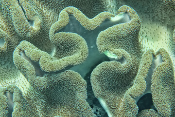 coral texture underwater background reef abstract sea