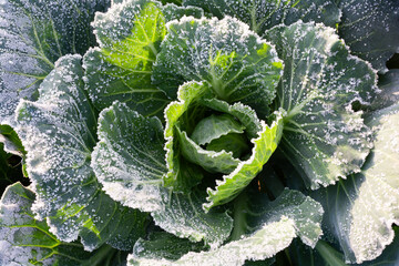 Cabbage leaves are covered with frost - obrazy, fototapety, plakaty