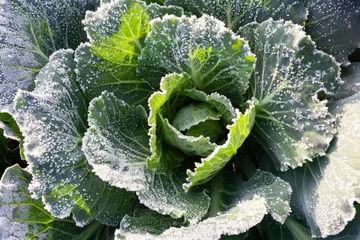 Poster Cabbage leaves are covered with frost © physyk