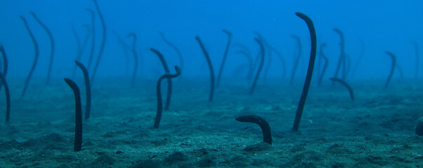 Fototapeta na wymiar garden of eels underwater, eel sand snake ocean