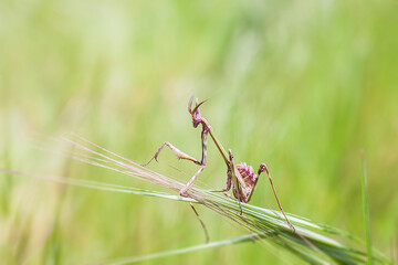 insect, macro, nature, animal, dragonfly, green, bug, wildlife, closeup, leaf, spider, grasshopper, fly, grass, summer, wild, close-up, fauna, wing, wings, dragon, insects, mosquito, antenna, inverteb