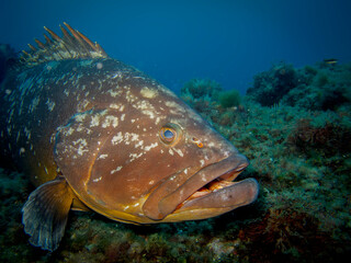 peces, submarino, mar, oceáno, acuático, animal, arrecife, acuario, coral, tropical, azul marino, buceo, aqualung, epinephelinae, naturaleza, azul, acuatica, fauna, pesca, buceo, australia, anguila, t