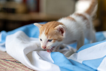 orange kitten play with the towel on the floor